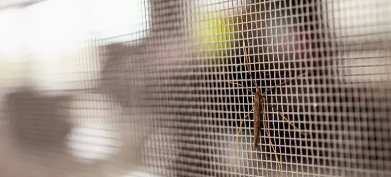 Repair Mosquito Mesh For Windows in Bellview, FL